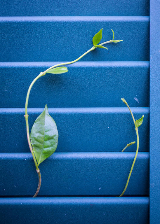 Auld Sweet Olive Bed And Breakfast New Orleans Esterno foto